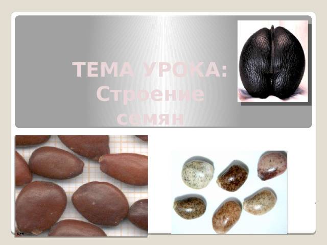 ТЕМА УРОКА: Строение семян .