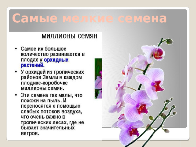 Самые мелкие семена