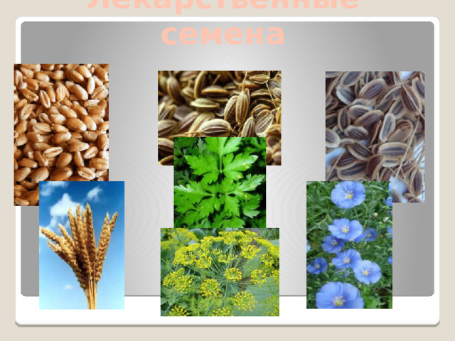 Лекарственные семена