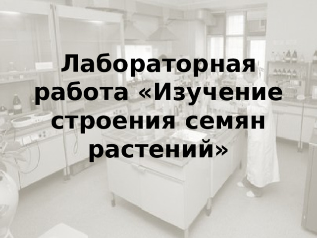 Лабораторная работа «Изучение строения семян растений»