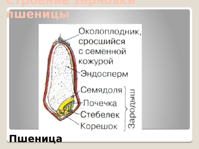 Строение зерновки пшеницы Пшеница