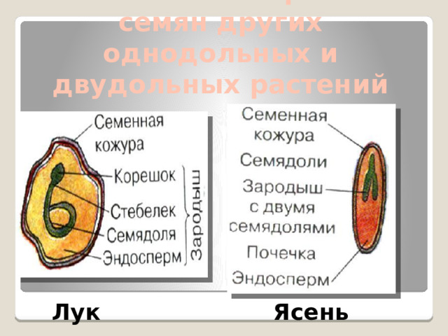 Особенности строения семян других однодольных и двудольных растений Лук Ясень