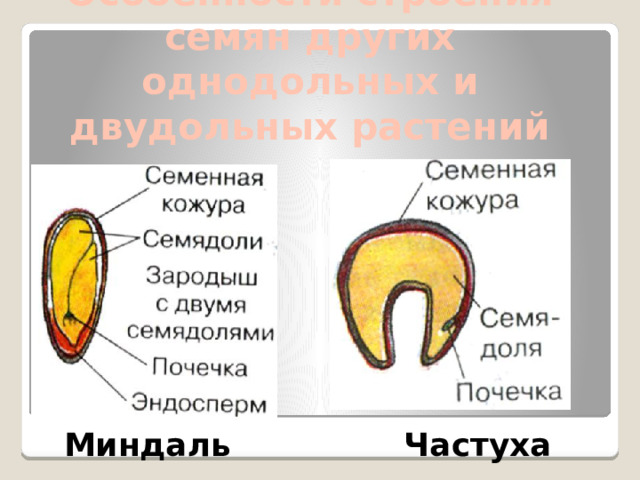 Особенности строения семян других однодольных и двудольных растений   Миндаль Частуха