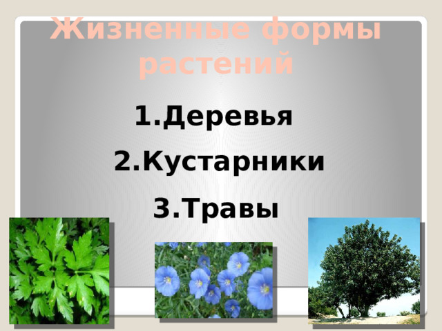 Жизненные формы растений 1.Деревья 2.Кустарники 3.Травы