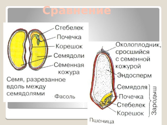 Сравнение