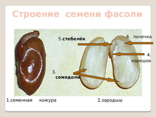 Строение семени фасоли 6. почечка 5. стебелёк  4. корешок 3. семядоли 1.семенная кожура 2.зародыш