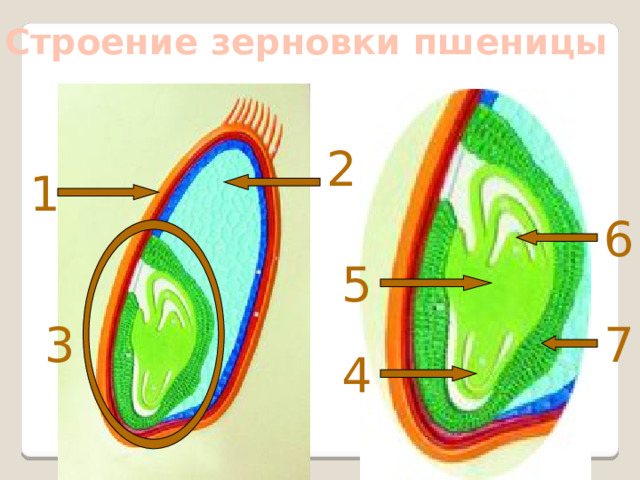 Строение зерновки пшеницы 2 1 6 5 3 7 4