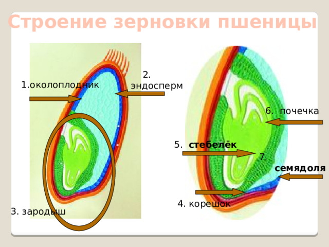 Строение зерновки пшеницы 2. эндосперм 1.околоплодник  6. почечка  5. стебелёк 7. семядоля  4. корешок 3. зародыш
