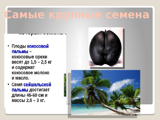 Самые крупные семена