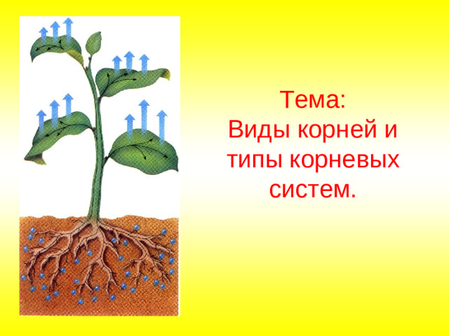 Тема:  Виды корней и типы корневых систем.