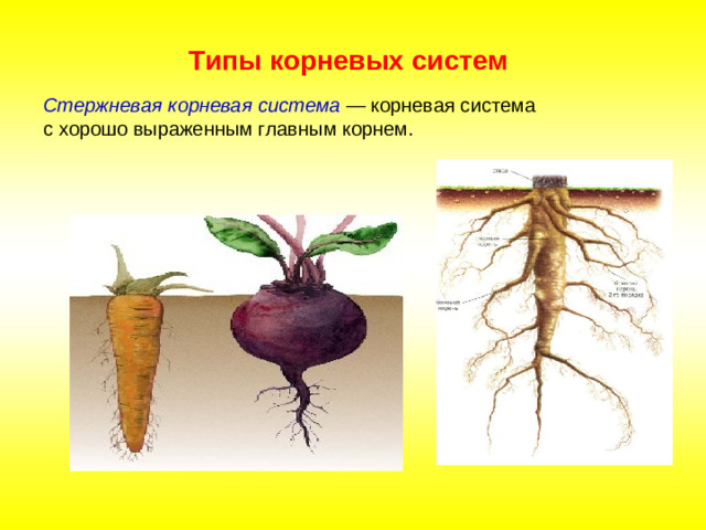 Типы корневых систем Стержневая корневая система — корневая система с хорошо выраженным главным корнем.