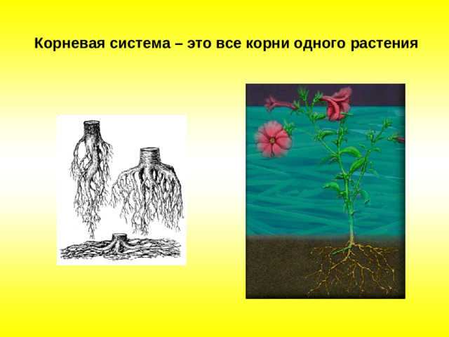Корневая система – это все корни одного растения