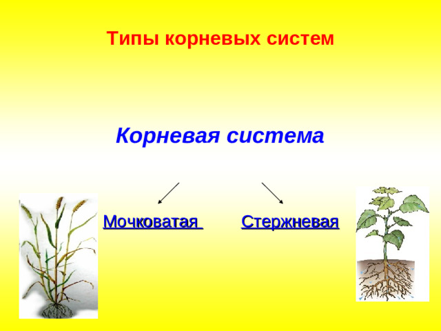 Типы корневых систем Корневая система Стержневая Мочковатая