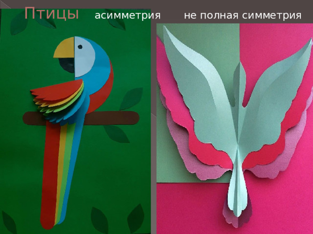 Птицы асимметрия не полная симметрия