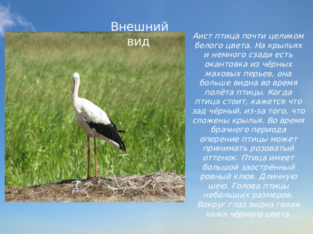 Внешний вид Аист птица почти целиком белого цвета. На крыльях и немного сзади есть окантовка из чёрных маховых перьев, она больше видна во время полёта птицы. Когда птица стоит, кажется что зад чёрный, из-за того, что сложены крылья. Во время брачного периода оперение птицы может принимать розоватый оттенок. Птица имеет большой заострённый ровный клюв. Длинную шею. Голова птицы небольших размеров. Вокруг глаз видна голая кожа чёрного цвета.   д.Грачевники 2020 год