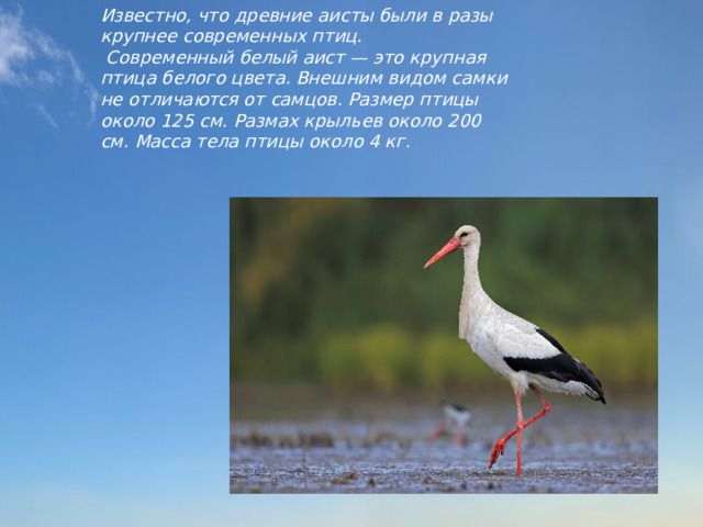 Известно, что древние аисты были в разы крупнее современных птиц.  Современный белый аист — это крупная птица белого цвета. Внешним видом самки не отличаются от самцов. Размер птицы около 125 см. Размах крыльев около 200 см. Масса тела птицы около 4 кг .