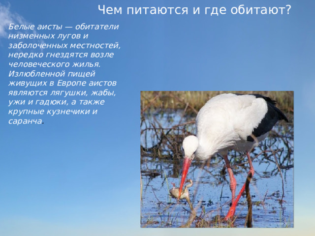 Чем питаются и где обитают? Белые аисты — обитатели низменных лугов и заболоченных местностей, нередко гнездятся возле человеческого жилья. Излюбленной пищей живущих в Европе аистов являются лягушки, жабы, ужи и гадюки, а также крупные кузнечики и саранча .