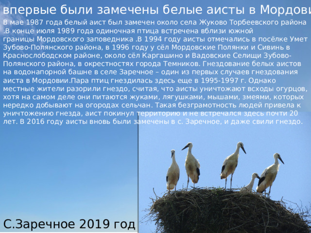 В мае 1987 года белый аист был замечен около села Жуково Торбеевского района .В конце июля 1989 года одиночная птица встречена вблизи южной границы Мордовского заповедника .В 1994 году аисты отмечались в посёлке Умет Зубово-Полянского района, в 1996 году у сёл Мордовские Полянки и Сивинь в Краснослободском районе, около сёл Каргашино и Вадовские Селищи Зубово-Полянского района, в окрестностях города Темников. Гнездование белых аистов на водонапорной башне в селе Заречное – один из первых случаев гнездования аиста в Мордовии.Пара птиц гнездилась здесь еще в 1995-1997 г. Однако местные жители разорили гнездо, считая, что аисты уничтожают всходы огурцов, хотя на самом деле они питаются жуками, лягушками, мышами, змеями, которых нередко добывают на огородах сельчан. Такая безграмотность людей привела к уничтожению гнезда, аист покинул территорию и не встречался здесь почти 20 лет. В 2016 году аисты вновь были замечены в с. Заречное, и даже свили гнездо. С.Заречное 2019 год  Где впервые были замечены белые аисты в Мордовии?
