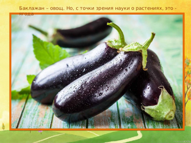Баклажан – овощ. Но, с точки зрения науки о растениях, это - ягода