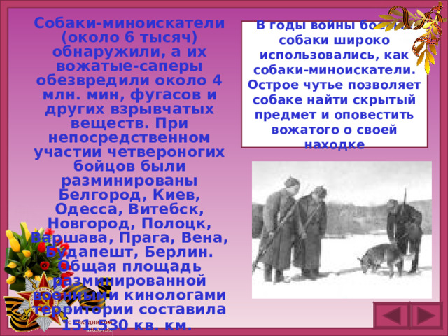 Собаки-миноискатели (около 6 тысяч) обнаружили, а их вожатые-саперы обезвредили около 4 млн. мин, фугасов и других взрывчатых веществ. При непосредственном участии четвероногих бойцов были разминированы Белгород, Киев, Одесса, Витебск, Новгород, Полоцк, Варшава, Прага, Вена, Будапешт, Берлин. Общая площадь разминированной военными кинологами территории составила 151.530 кв. км.  В годы войны боевые собаки широко использовались, как собаки-миноискатели. Острое чутье позволяет собаке найти скрытый предмет и оповестить вожатого о своей находке