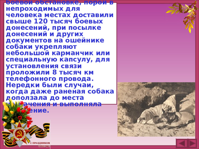 Собаки-связисты в сложной боевой обстановке, порой в непроходимых для человека местах доставили свыше 120 тысяч боевых донесений, при посылке донесений и других документов на ошейнике собаки укрепляют небольшой карманчик или специальную капсулу, для установления связи проложили 8 тысяч км телефонного провода. Нередки были случаи, когда даже раненая собака доползала до места назначения и выполняла поручение.
