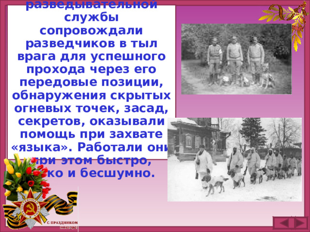 А собаки разведывательной службы сопровождали разведчиков в тыл врага для успешного прохода через его передовые позиции, обнаружения скрытых огневых точек, засад, секретов, оказывали помощь при захвате «языка». Работали они при этом быстро, четко и бесшумно.