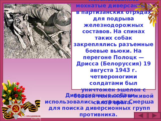 Использовались мохнатые диверсанты и в партизанских отрядах для подрыва железнодорожных составов. На спинах таких собак закреплялись разъемные боевые вьюки. На перегоне Полоцк — Дрисса (Белоруссия) 19 августа 1943 г. четвероногими солдатами был уничтожен эшелон с боевой техникой и живой силой врага.   Диверсионные собаки использовались в отрядах Смерша для поиска диверсионных групп противника.