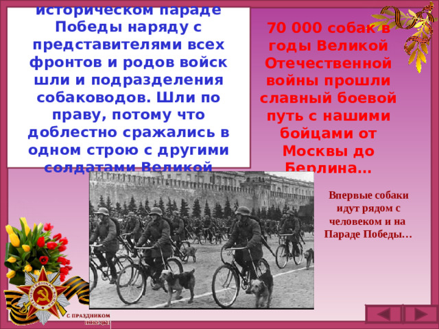 В  знак заслуг военных кинологов на историческом параде Победы наряду с представителями всех фронтов и родов войск шли и подразделения собаководов. Шли по праву, потому что доблестно сражались в одном строю с другими солдатами Великой Победы.   70 000 собак в годы Великой Отечественной войны прошли славный боевой путь с нашими бойцами от Москвы до Берлина… Впервые собаки идут рядом с человеком и на Параде Победы…