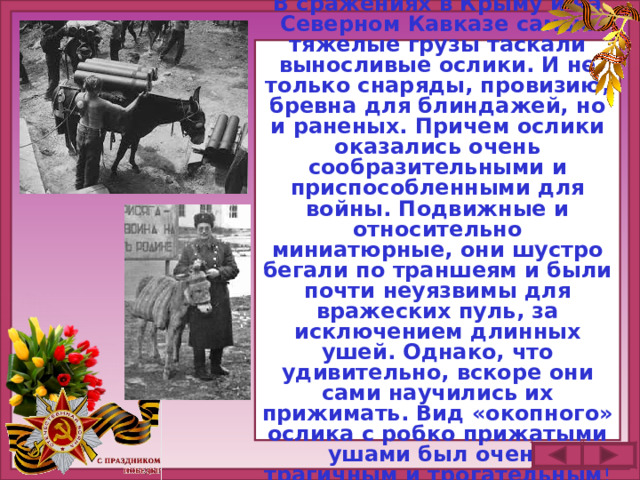 В сражениях в Крыму и на Северном Кавказе самые тяжелые грузы таскали выносливые ослики. И не только снаряды, провизию, бревна для блиндажей, но и раненых. Причем ослики оказались очень сообразительными и приспособленными для войны. Подвижные и относительно миниатюрные, они шустро бегали по траншеям и были почти неуязвимы для вражеских пуль, за исключением длинных ушей. Однако, что удивительно, вскоре они сами научились их прижимать. Вид «окопного» ослика с робко прижатыми ушами был очень трагичным и трогательным !