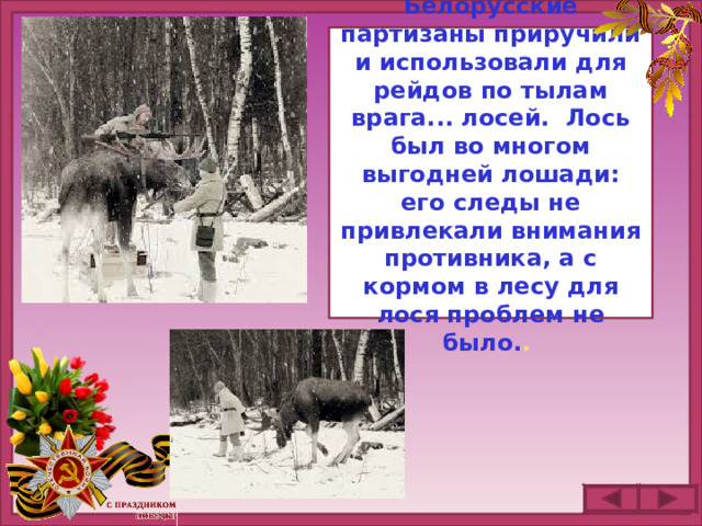 Белорусские партизаны приручили и использовали для рейдов по тылам врага... лосей. Лось был во многом выгодней лошади: его следы не привлекали внимания противника, а с кормом в лесу для лося проблем не было. .