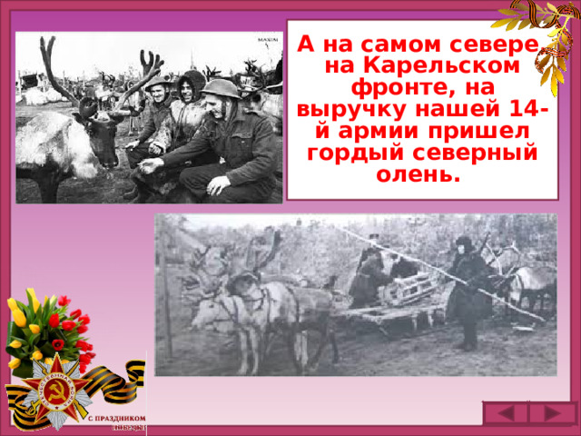 А на самом севере, на Карельском фронте, на выручку нашей 14-й армии пришел гордый северный олень.