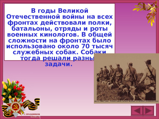 В годы Великой Отечественной войны на всех фронтах действовали полки, батальоны, отряды и роты военных кинологов. В общей сложности на фронтах было использовано около 70 тысяч служебных собак. Собаки тогда решали разные задачи.