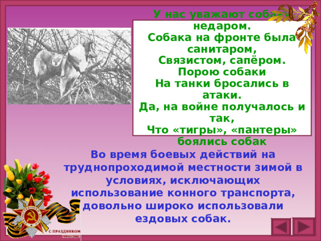 У нас уважают собаку недаром. Собака на фронте была санитаром, Связистом, сапёром. Порою собаки На танки бросались в атаки. Да, на войне получалось и так, Что «тигры», «пантеры» боялись собак Во время боевых действий на труднопроходимой местности зимой в условиях, исключающих использование конного транспорта, довольно широко использовали ездовых собак.