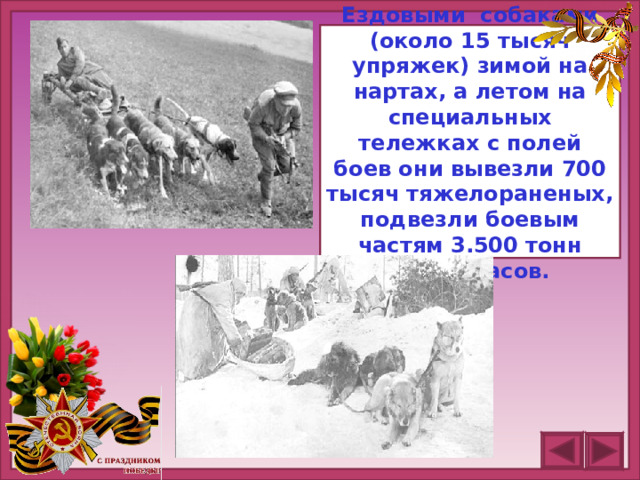 Ездовыми собаками (около 15 тысяч упряжек) зимой на нартах, а летом на специальных тележках с полей боев они вывезли 700 тысяч тяжелораненых, подвезли боевым частям 3.500 тонн боеприпасов.