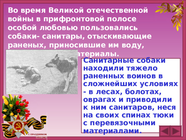 Во время Великой отечественной войны в прифронтовой полосе особой любовью пользовались собаки- санитары, отыскивающие раненых, приносившие им воду, перевязочные материалы. Санитарные собаки находили тяжело раненных воинов в сложнейших условиях - в лесах, болотах, оврагах и приводили к ним санитаров, неся на своих спинах тюки с перевязочными материалами.