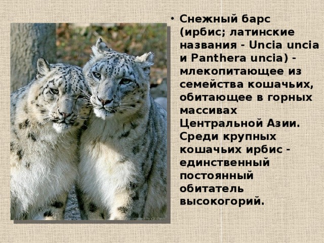 Снежный барс (ирбис; латинские названия - Uncia uncia и Panthera uncia) - млекопитающее из семейства кошачьих, обитающее в горных массивах Центральной Азии. Среди крупных кошачьих ирбис - единственный постоянный обитатель высокогорий.