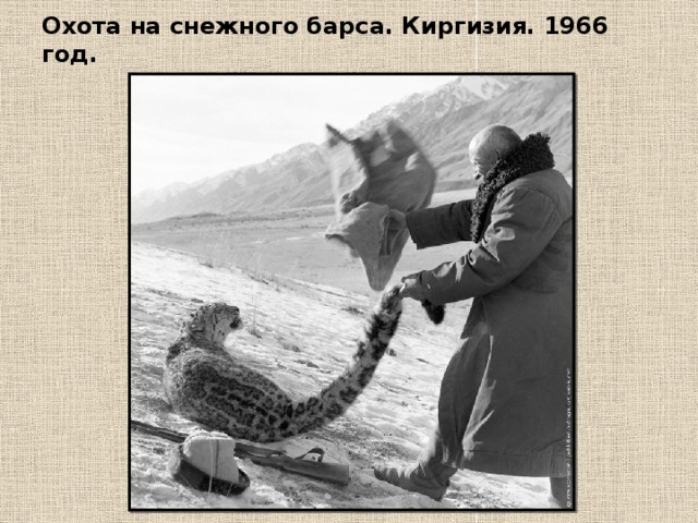 Охота на снежного барса. Киргизия. 1966 год.