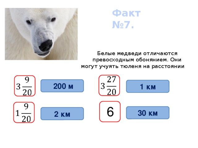 Факт №7.   Белые медведи отличаются  превосходным обонянием. Они  могут учуять тюленя на расстоянии                        200 м 1 км   6 30 км 2 км