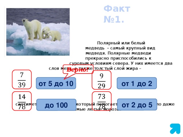 Факт №1.   Полярный или белый  медведь  - самый крупный вид  медведя. Полярные медведи  прекрасно приспособились к  суровым условиям севера. У них имеется два слоя меха, а также толстый слой жира –             сантиметров - под кожей, который помогает удерживать тепло даже в самые лютые морозы.   Верно!     от 1 до 2 от 5 до 10     от 2 до 5 до 100