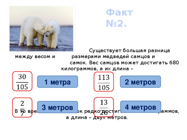 Факт №2.   Существует большая разница между весом и размерами медведей самцов и  самок. Вес самцов может достигать 680 килограммов, а их длина –              В то время как вес самок редко достигает 270 килограммов, а длина – двух метров.        2 метров 1 метра      4 метров 3 метров