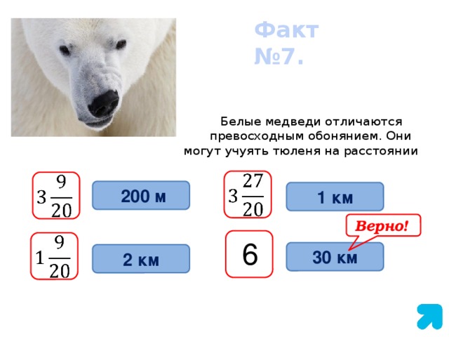 Факт №7.   Белые медведи отличаются  превосходным обонянием. Они  могут учуять тюленя на расстоянии                        200 м 1 км Верно!   6 30 км 2 км