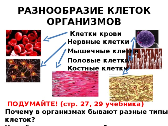 РАЗНООБРАЗИЕ КЛЕТОК ОРГАНИЗМОВ Клетки крови Нервные клетки Мышечные клетки Половые клетки Костные клетки  ПОДУМАЙТЕ! (стр. 27, 29 учебника) Почему в организмах бывают разные типы клеток? Что общего у всех клеток? 6