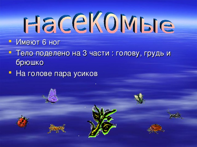 Имеют 6 ног Тело поделено на 3 части : голову, грудь и брюшко На голове пара усиков