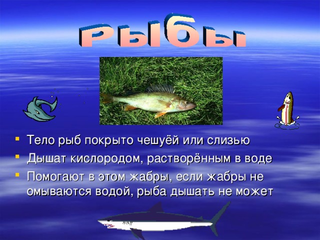 Тело рыб покрыто чешуёй или слизью Дышат кислородом, растворённым в воде Помогают в этом жабры, если жабры не омываются водой, рыба дышать не может