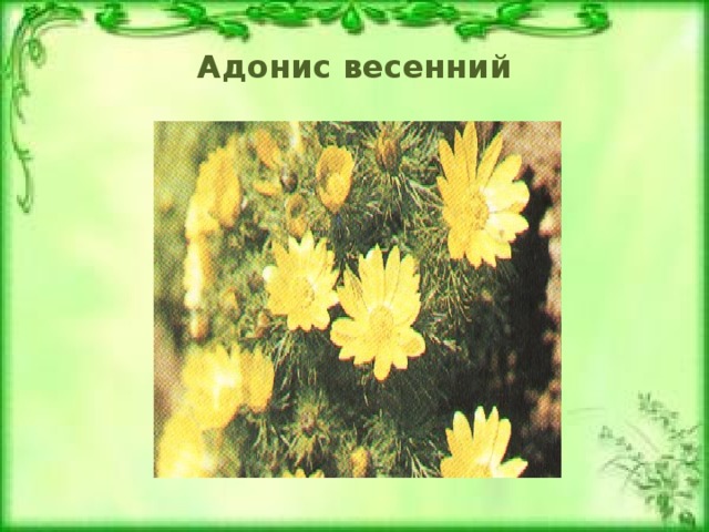 Адонис весенний