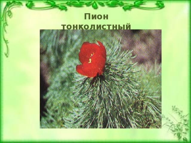 Пион тонколистный