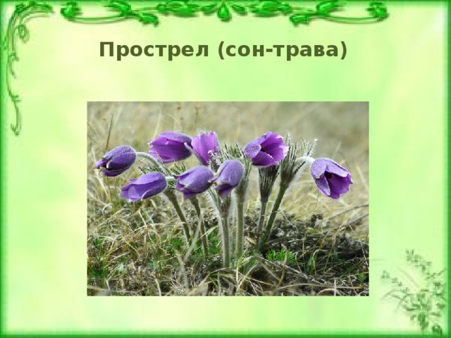 Прострел (сон-трава)