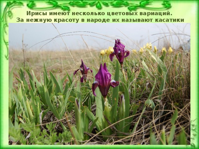 Ирисы имеют несколько цветовых вариаций.  За нежную красоту в народе их называют касатики