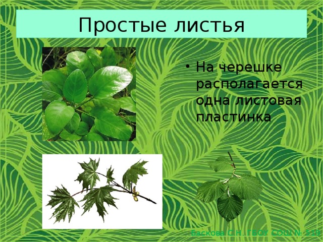 Простые листья На черешке располагается одна листовая пластинка Баскова С.Н. ГБОУ СОШ № 519