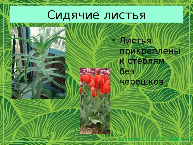 Сидячие листья Листья прикреплены к стеблям без черешков Баскова С.Н. ГБОУ СОШ № 519